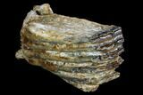 Fossil Woolly Mammoth Molar Section - North Sea Deposits #123679-2